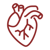 CARDIOVASCULAR PERFORMANCE